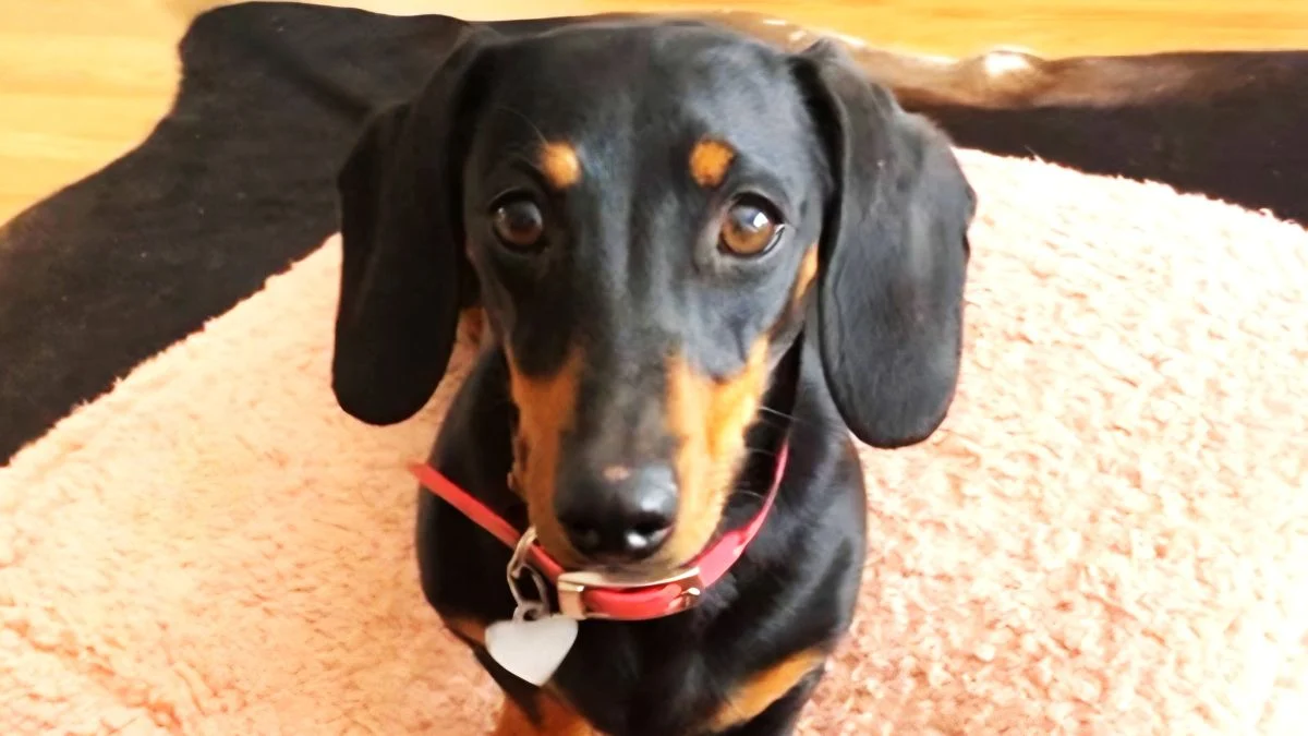 不可能的倖存者達奇申（Dachshund）再次發現了